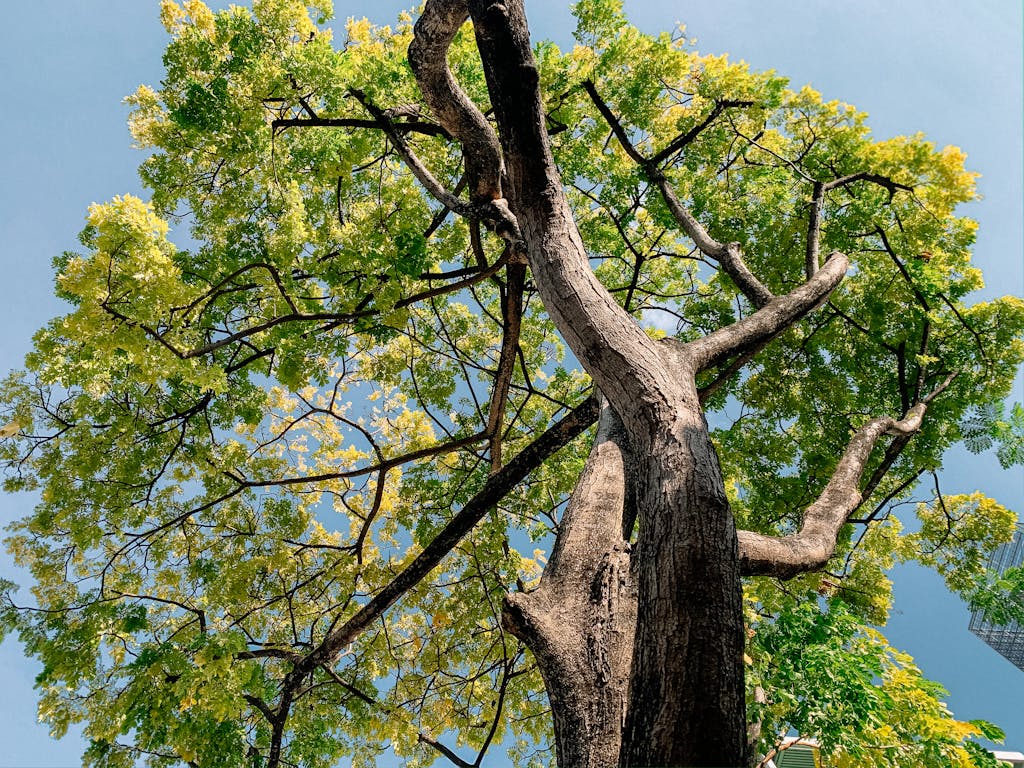 Low angle view of a grand old tree with lush green foliage reaching into a clear blue sky.